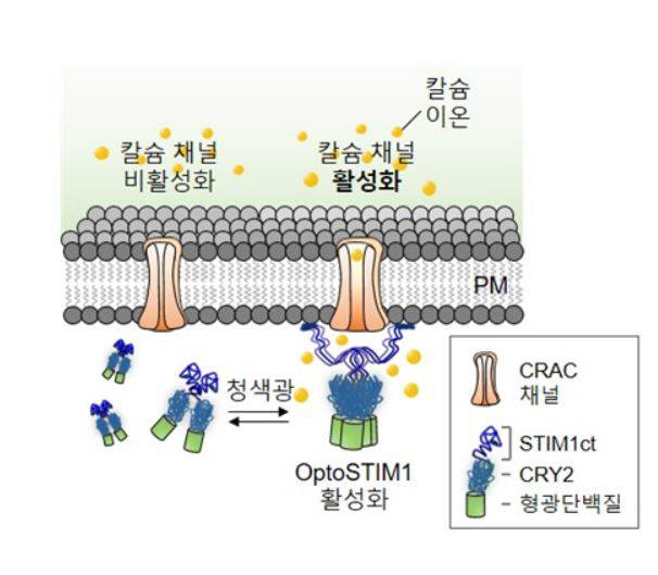 뇌세포에 청색의 빛을 비춰 세포내 칼슘 농도를 조절하는 메커니즘에 대한 설명 이미지. 빛을 비추자 광수용단백질인 CRY2가 반응해 세포내 칼슘전달 통로인 CRAC채널이 열리고, 세포내 칼슘 이온의 농도가 증가된다. /이미지제공=IBS