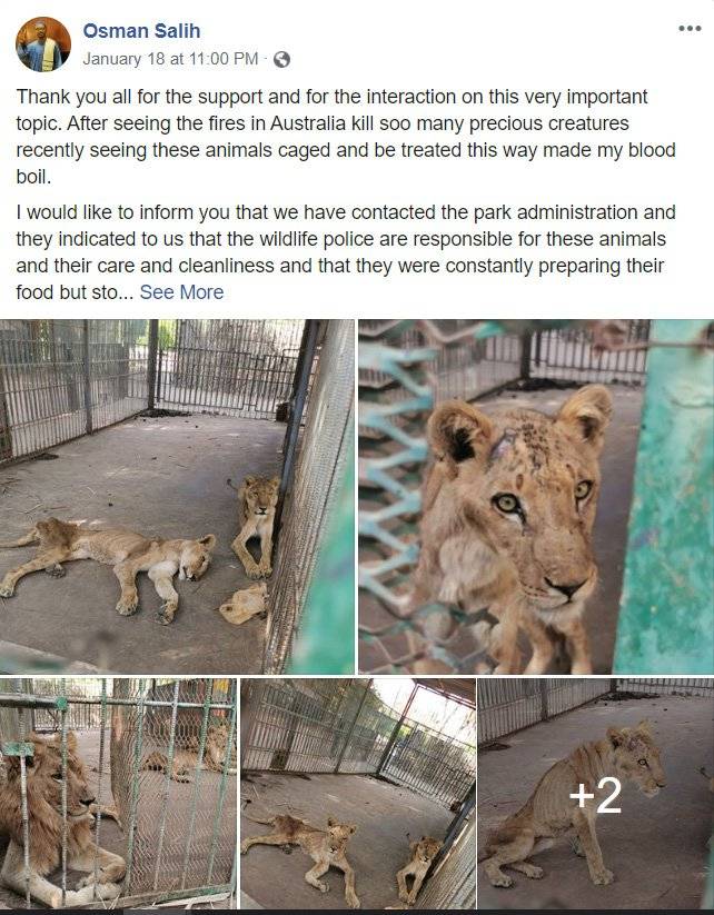갈비뼈가 드러날 정도로 깡마른 사자들이 수단 알쿠라시 공원 우리에 갇혀 있다. [사진 오스만 살리 SNS 캡처]