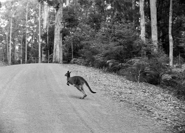 먼발치에서 그들을 만나면 일단 브레이크를 밟고 경적을 울린다. 이후 천천히 바퀴를 굴려야 한다. 어디로 튈지 모르므로.