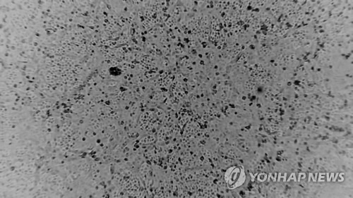 호주 멜버른 도허티 연구소에서 제공한 신종 코로나바이러스 사진[로이터=연합뉴스]