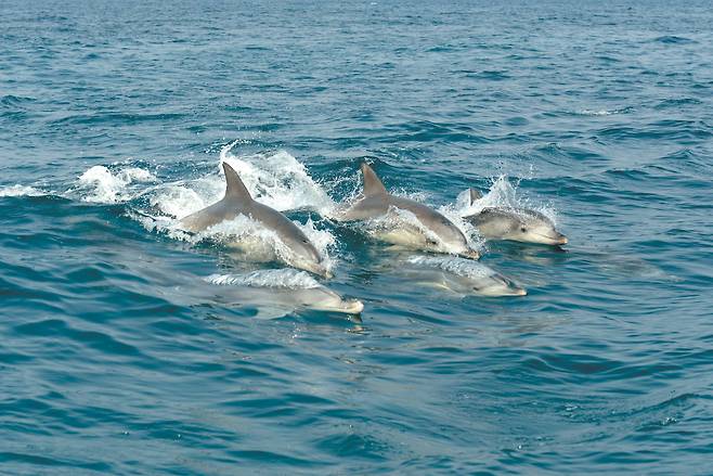 제주 앞바다에 서식하는 남방큰돌고래. 해상풍력발전은 해양 생태계를 훼손하지 않는 범위에서 개발되는 게 중요하다. 국립수산과학원 고래연구소