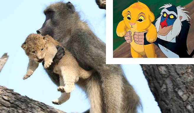영화 '라이온 킹'의 한 장면(오른쪽 상단)과 새끼 사자를 납치하는 개코원숭이(왼쪽). /사진 = 디즈니, 쿠르트사파리