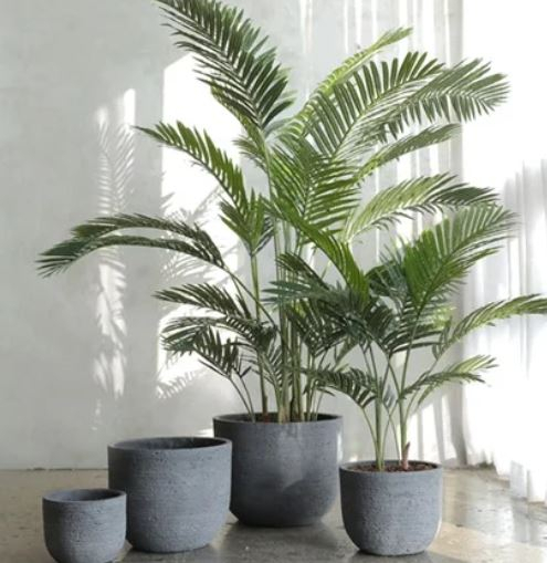 대나무 야자(Bamboo Palm)