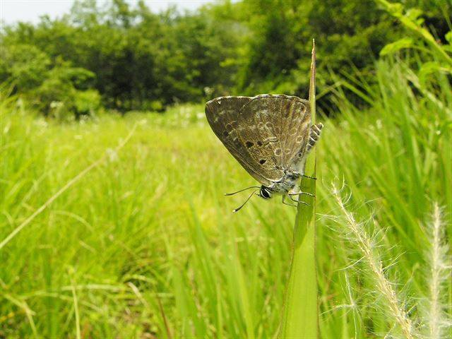 담흑부전나비. 국립생물자원관 제공