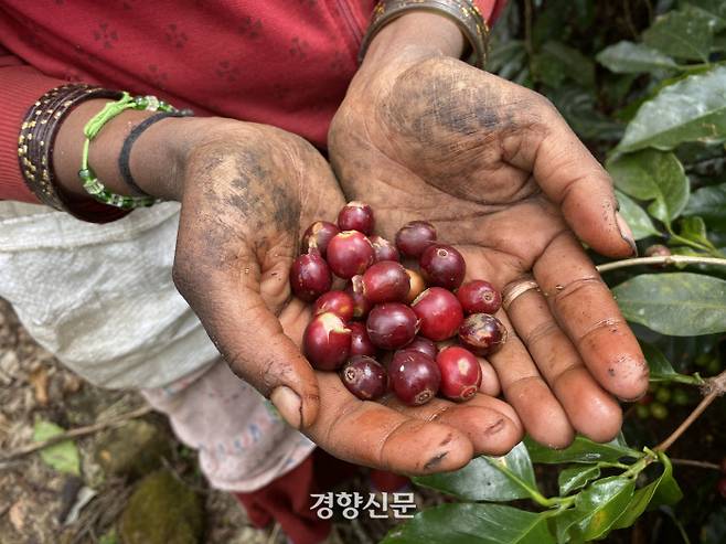 같은 나무에 달린 커피 체리도 익는 속도가 제각각이다. 수확할 때는 붉은색으로 잘 익은 것만 골라서 손으로 딴다. 수확은 12월에서 다음해 2월까지 4~5차례 이뤄진다.