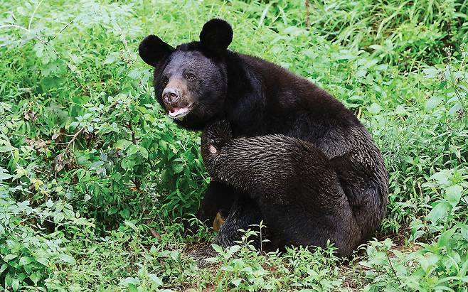 성체가 된 반달곰은 몸길이가 130~190cm, 몸무게는 100~150kg며, 수컷은 최대 200kg에 달하기도 한다.