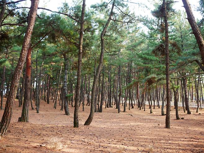 월송정 곰솔숲은 바다와 이어진 서정적 풍경을 자랑한다. 사진 이우석 제공