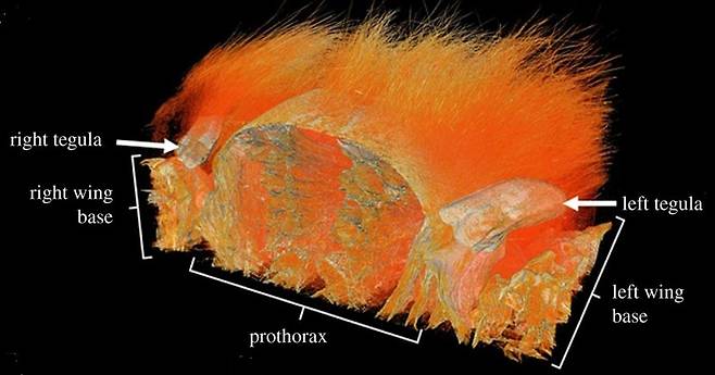 귀 없는 나방 가슴 비늘의 주사전자현미경 모습. 닐 외 (2020) ‘왕립학회 인터페이스’ 제공.