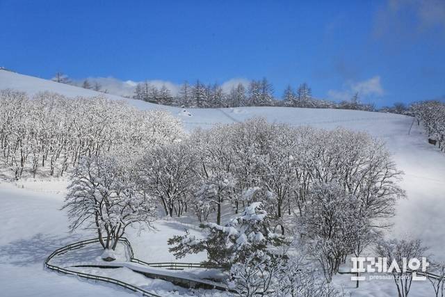 '대관령 양떼목장' 설경 ▲강원 산간에 폭설이 내린 27일 평창군 대관령면 ‘대관령 양떼목장’ 일대가 그림 같이 아름다운 설경이 연출되고 있다. ⓒ(프레시안 홍원문)