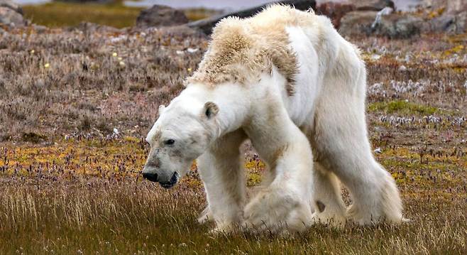북극곰들, 굶주리자 서로를 잡아먹어…‘동족포식’ 급증(사진=크리스티나 미테마리어/시레거시)