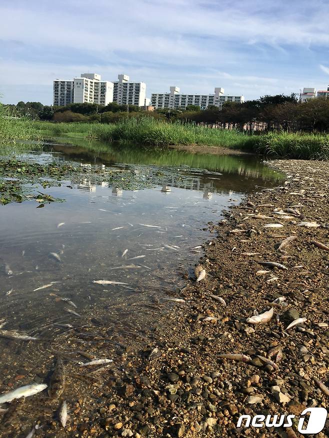 전북 전주의 하천에서 발생한 물고기 떼죽음. 뉴스1