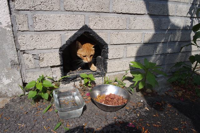집 외벽에 작은 구멍을 내어 길고양이가 쉬어 갈 수 있게 했다. 정재은 제공