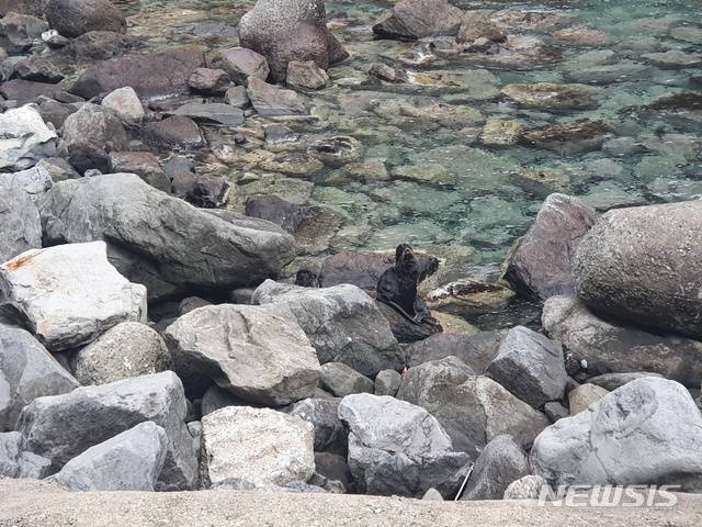 [울릉=뉴시스] 박준 기자 = 경북 울릉도에서 9일 오후 5시께 포착된 물개는 멸종된 독도강치가 아닌 북방물개인 것으로 조사됐다. 2020.03.09(사진=독자제공)photo@newsis.com