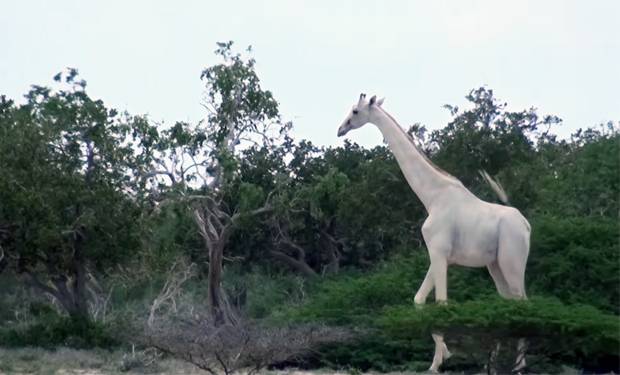 사진=HCP·Hirola Conservation Programme