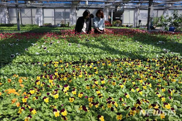 [옥천=뉴시스] 임선우 기자 = 17일 충북 옥천군농업기술센터 유리온실에서 꽃망울을 터트린 봄꽃 모종. (사진=옥천군 제공) 2020.03.17. photo@newsis.com
