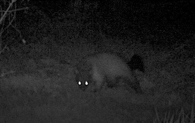 관찰 카메라에 잡힌 노란목도리담비. 울산시 제공