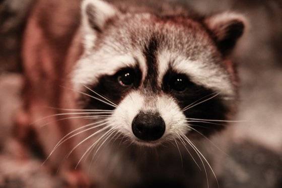 라쿤 [중앙포토]