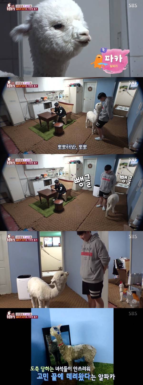 알파카 파카 / 사진=SBS 동물농장