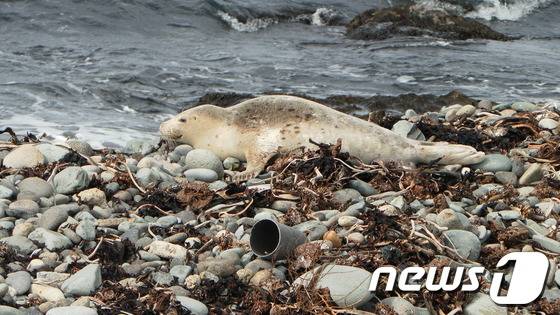독도 동도 숫돌바위 주변에 1m크기의 물범 한마리가 따뜻한 봄 볕을 쬐고 있다. 2014.3.8/뉴스1