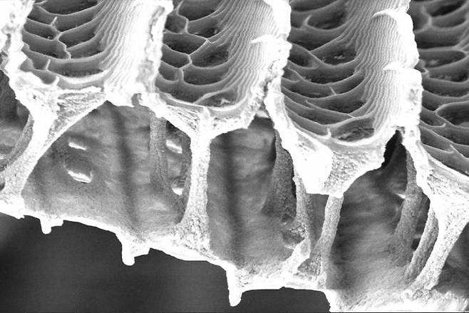 울트라 블랙에 속하는 나비 날개의 구조는 레귤러 블랙의 것보다 융기선은 매우 가파르며 아래 기둥 조직도 더 깊고 굵은 것으로 나타났다.(사진=알렉스 데이비스/듀크대)