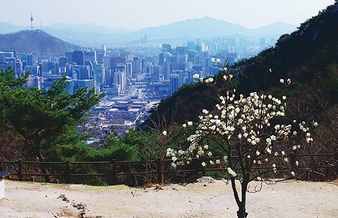 청운대에 있는 작은 목련나무. 서울 도심을 배경으로 피어난 목련꽃이 고고하게 느껴진다.