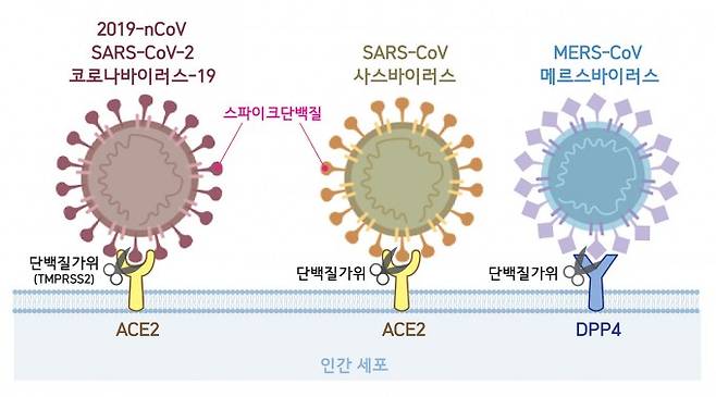 세포 속으로 침투하기 위한 첫 단계로 코로나바이러스는 표면에 위치한 스파이크단백질을 이용해 숙주세포의 수용체와 결합한다. SARS-CoV-2와 사스바이러스는 ACE2를, 메르스바이러스는 DPP4를 수용체로 활용한다. 바이러스가 숙주세포와 결합하면 단백질가위(SAR-CoV-2의 경우 TMPRSS2)가 스파이크단백질의 일부분을 자르고, 비로소 바이러스가 세포 내로 침투한다. 동아사이언스 자료사진