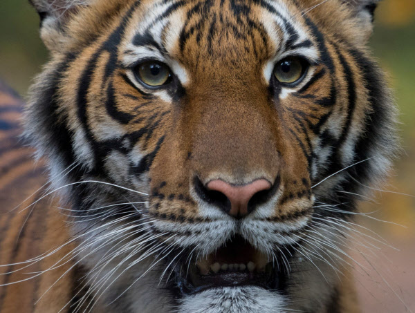 코로나 바이러스에 감염된 뉴욕 브롱크스 동물원의 호랑이 '나디아'. /AFP연합뉴스