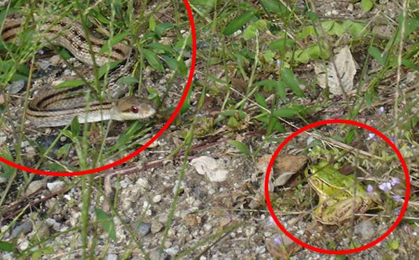 개구리가 뱀과 마주쳤을 때…먼저 움직이면 살 확률 낮다
