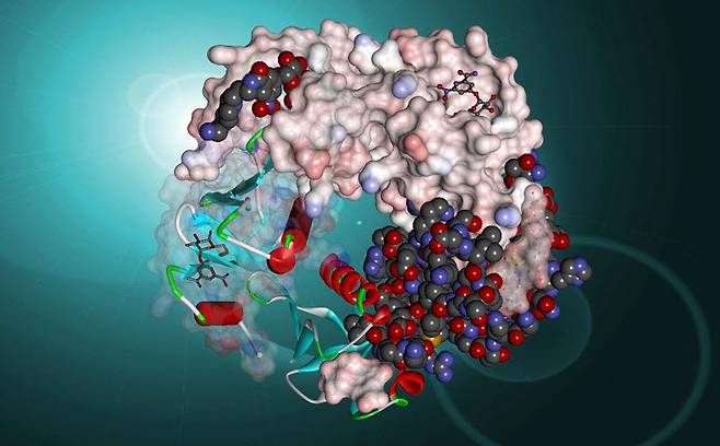컴퓨터 시뮬레이션을 통해 돌연변이 전후 단백질 결합 여부를 예측한다. 다쏘시스템 제공