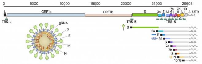 사스코로나바이러스-2(SARS-CoV-2)의 유전체RNA(위)와, 이를 토대로 만든 전사체 RNA 구성을 나타냈다(오른쪽 아래). 이번 연구에서는 모두 9종의 전사체가 확인됐다. 맨 기존에 추정되던 10개보다 적은 수다. 맨 아래 10(?)라고 표시된 부분이 기존에 존재한다고 추정됐지만 이번에 확인되지 않은 전사체다. 이번 연구에서는 그밖에 각 유전자의 위치가 정확히 결정됐고, 후성전사체의 존재가 확인됐다. 왼쪽 아래는 바이러스의 구조다. gRNA는 게놈, S는 스파이크 단백질, E는 외피 단백질, M은 막 단백질, N은 큐클레오캡시드 단백질이다. 셀 제공