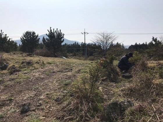 마스크를 착용한 고사리채취객이 지난 10일 오전 한라산의 한 초지에서 고사리를 꺾고 있다 . 최충일 기자