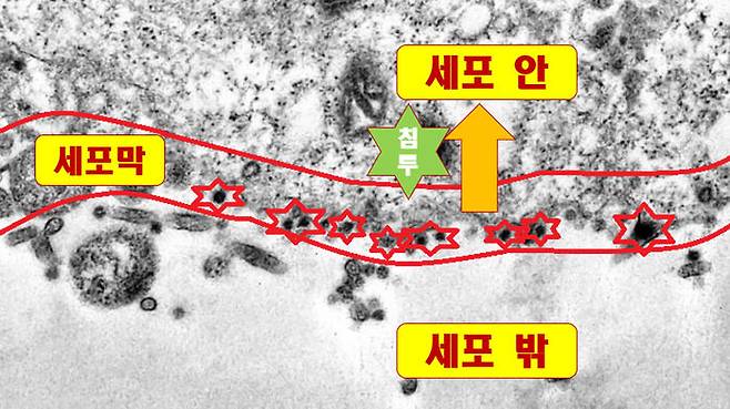 세포 밖에서 세포막을 향해 접근하는 코로나19 바이러스 입자들(아래 검은색 점들)·세포막에 도착한 바이러스 입자들(가운데 검은색 점들). (사진=Debora F. Barreto-Vieira / IOC / Fiocruz)