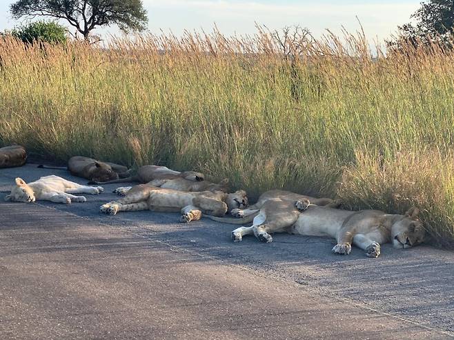 15일(현지시간) 남아공 크루거국립공원 내에서 포착된 낮잠 자는 사자들. © 뉴스1