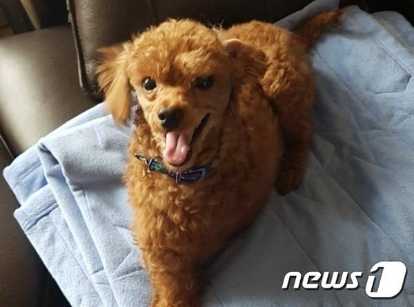 다리 하나 잃고도 씩씩한 강아지. 사진 한국유기동물복지협회 제공 © 뉴스1