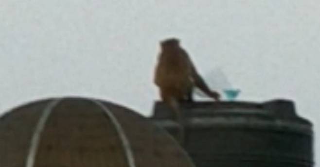 원숭이가 연을 날린다. 페이스북 캡처