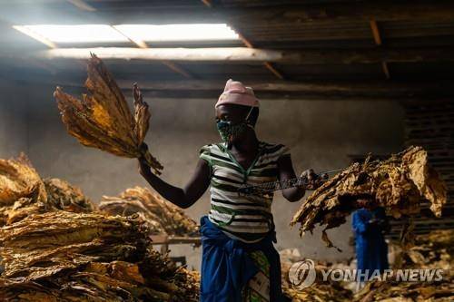 지난 15일 마스크를 쓴 채 말린 담뱃잎 등급을 매기는 짐바브웨 여성 [AFP=연합뉴스]