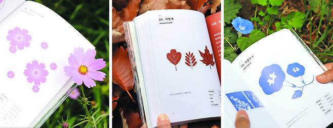 코스모스색과 낙엽색, 나팔꽃색(왼쪽부터) 페이지를 실제 사물을 배경으로 펼친 모습. 식물·동물·음식 이름을 빌려 352가지 색의 이름을 우리말로 나타냈다. /오이뮤