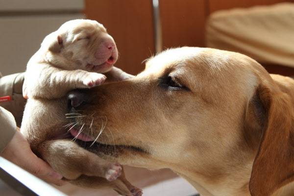 안내견/사진=삼성화재