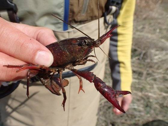 국내 생태계에 피해를 일으킬 우려가 높은 외래종 미국가재. 환경부