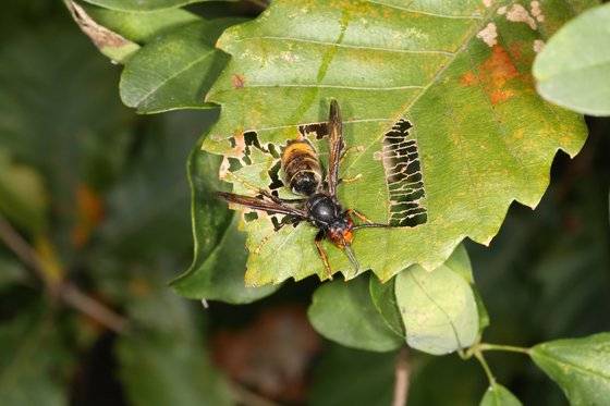 국내 생태계에 피해를 일으킬 우려가 높은 외래종 등검은말벌. 환경부
