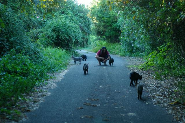 다카하시 노라 작가는 매일 고양이들과 산책을 즐긴다. 다카하시 노라 작가 제공