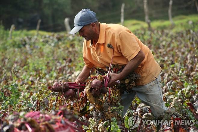 베네수엘라 농부가 밭에서 썩은 비트를 뽑고 있다. [로이터=연합뉴스]