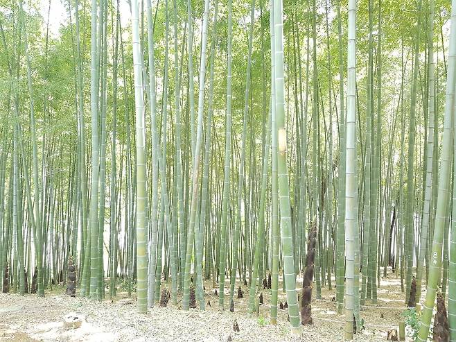 대나무 숲 [국립산림과학원 제공. 재판매 및 DB 금지]