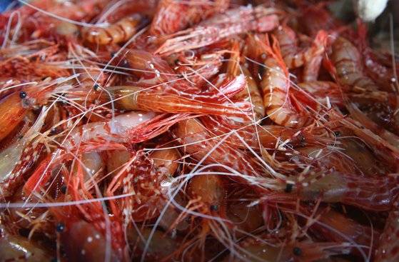 갓 잡아 올린 독도새우. 손민호 기자