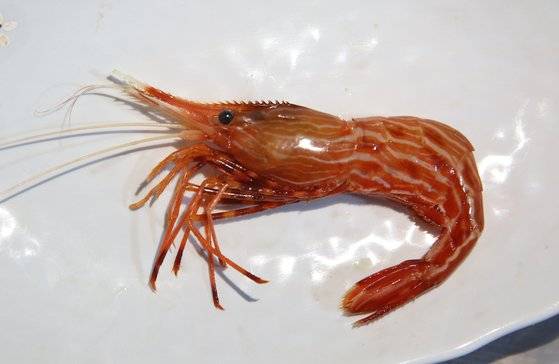 독도새우. 독도새우 중에서도 도화새우다. 손민호 기자
