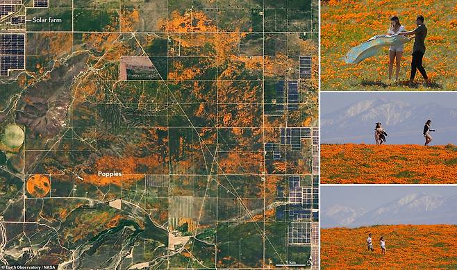 코로나 속에도 환하게 핀 ‘슈퍼블룸’…우주서 본 대규모 꽃밭