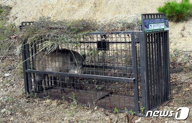 포획된 야생멧돼지. (제공=화천군청) 2019.10.17/뉴스1 © News1 홍성우 기자