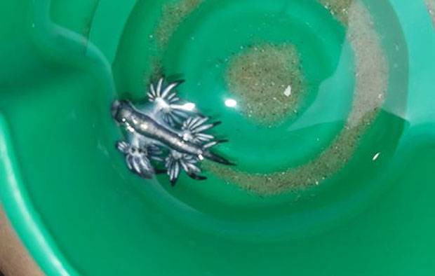 지난 2일 가족과 함께 텍사스주 남쪽 파드리섬 국립해안공원을 찾은 한 소년은 희귀 블루드래곤을 발견했다./사진=파드리섬국립공원