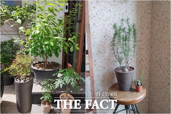 후면의 4800만 화소 기본·800만 화소 광각·500만 화소 심도 등 트리플 카메라의 성능도 우수했다. LG 벨벳으로 촬영한 사진. /최수진 기자