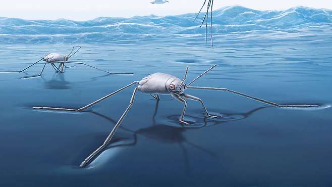 우사인 볼트보다 가속도 100배 빠른 소금쟁이 바다에 산다(사진=KAUST; Xavier Pita)